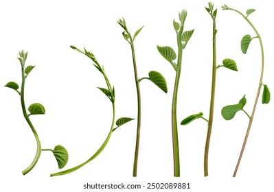 长清大学体育生的吃瓜日常：校园趣事大揭秘