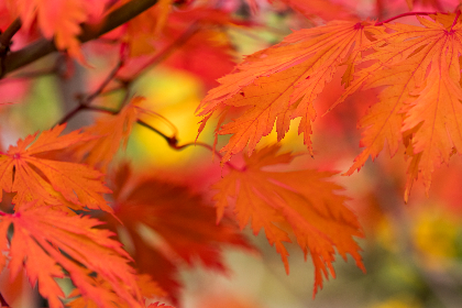 里动漫在线观看免费：畅享最新热门动漫，随时随地尽情观看！