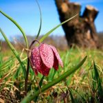 青檬影视:探索独特视角的影视创作之旅 k86m7zug8