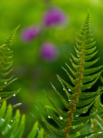 雷火剑动漫作品推荐：热血与冒险的完美结合