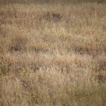 青桔网进不去:解决无法访问问题的详细指南与技巧 ms0j87bi