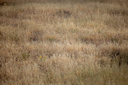 青桔网进不去：解决无法访问问题的详细指南与技巧