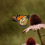 青柠起始页在哪里:探索青柠的使用方法与功能详解 qmxc8j6