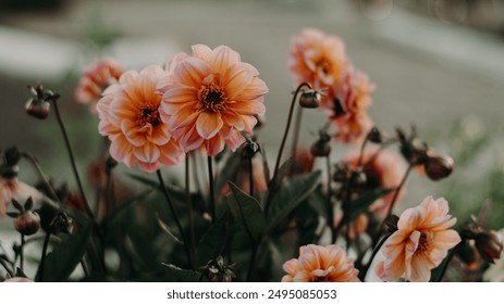 雷火剑动画免费播放：畅享热血冒险，尽在指尖体验！