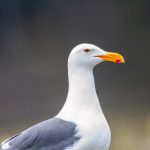 青柠舞蹈:感受青春活力与舞动魅力的完美结合 vscrx63urg