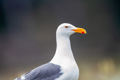 青柠舞蹈：感受青春活力与舞动魅力的完美结合