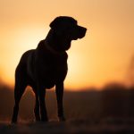 金玉满堂艾玛:探寻财富与幸福的完美结合之道 xy0nd